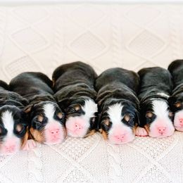 Bernedoodles from 3|17 Korte Bernedoodles LLC