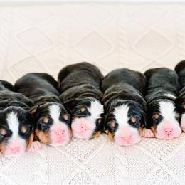 Bernedoodles from 3|17 Korte Bernedoodles LLC