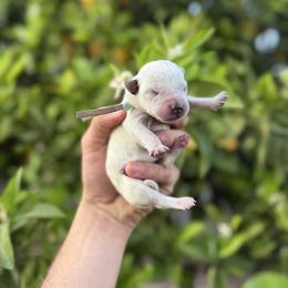Tanya - Blue speckled female Australian Cattle Dog puppy in Surprise, Arizona from Copper State Cattle Dogs