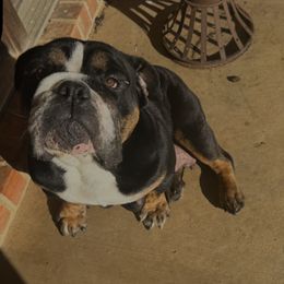 Mable - Bulldog