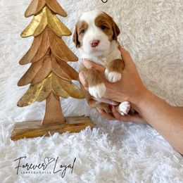 Jarrahdale - Red male Australian Labradoodle puppy in Oregon from Forever Loyal Labradoodles
