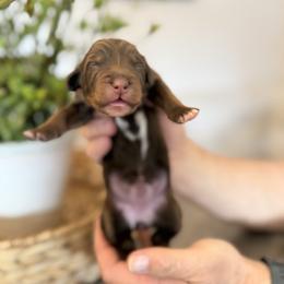 Patsy Cline - Tri-color female Bernedoodle puppy in Draper, Utah from Salt City Farm