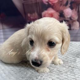 Raven - Cream female Dachshund puppy in Jena, Louisiana from Amy’s Mini Doxies