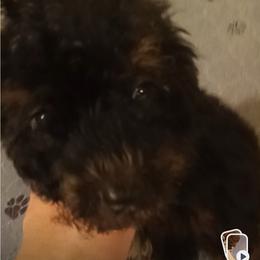 Boy three - Phantom male Poodle puppy in East Providence, Rhode Island from Marta's Cavaliers