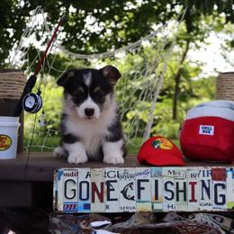 Blossom - Black and tan female Pembroke Welsh Corgi puppy in Pollock, Missouri from Northstar