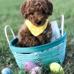 Goldendoodle Puppies from Hello Goldendoodle