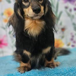 Mister T - Dachshund