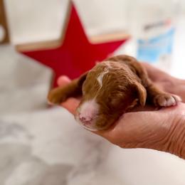 Andy - Red  male Goldendoodle puppy in Lakeland, Florida from Rolling Oak Doodles