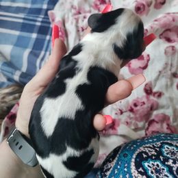 English Springer Spaniel Puppies from Sterling's springer Haven