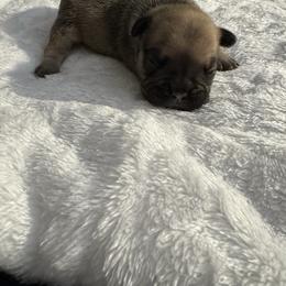 Balenciaga - Blue fawn male French Bulldog puppy in Newport News, Virginia from Emotional Support Babies