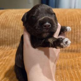 Magnolia - Liver female Miniature Schnauzer puppy in Graham, Washington from Olivia's Miniature Schnauzer's