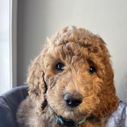 Sleigh - Apricot male Goldendoodle puppy in Clarksville, Tennessee from Golden Pine Designer Doodles