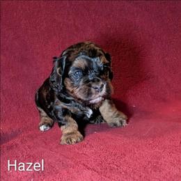 Hazel - Brown and tan female Cockapoo puppy in Sunset, Louisiana from Cano Cockapoos