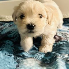 Shichon Puppies from Great Lakes Teddy Bear Dogs