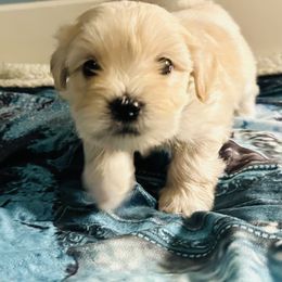 Shichon Puppies from Great Lakes Teddy Bear Dogs