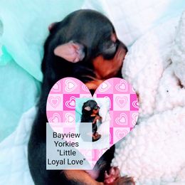 Yorkshire Terrier Puppies from Bayview Yorkies