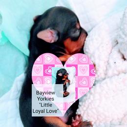 Yorkshire Terrier Puppies from Bayview Yorkies