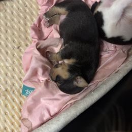 Blk tux male 5 - Black and white female Teddy Roosevelt Terrier puppy in Robards, Kentucky from Dream Tree Kennel