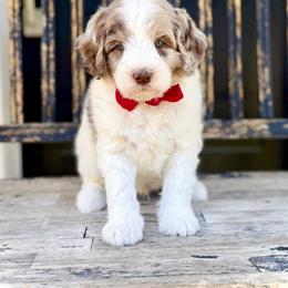 Boy 1 - Chocolate merle male Bernedoodle puppy in Salt Lake County, Utah from Coco Avenue Pups