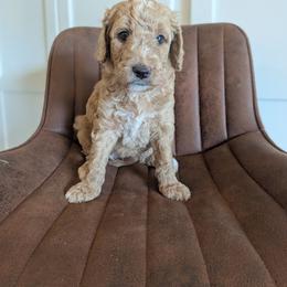 Pink - Apricot female Goldendoodle puppy in Prattville, Alabama from Jericho Junction Doodles and Poodles