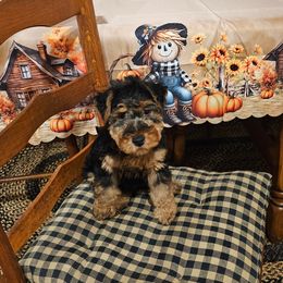 Puppy 2 - i like to let people name them - Black and tan female Welsh Terrier puppy in Salem, Indiana from Walnut Ridge Terriers