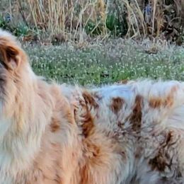 Australian Shepherds from WyldNFree Aussies