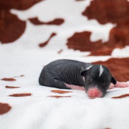 Chinese Crested Puppies from Qilin Chinese Crested