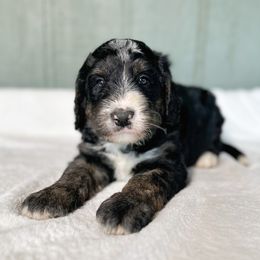 Bear - Tri-color male Bernedoodle puppy in Osage City, Kansas from Golden Ridge Goldens