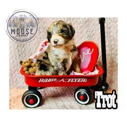 Trot - Merle male Bernedoodle puppy in Belleville, Michigan from Moose Tracks Bernedoodles