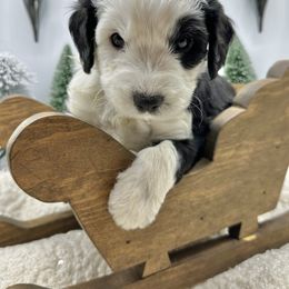 Casper - Black and white male Sheepadoodle puppy in Thornville, Ohio from Four Front Doodles & Friends
