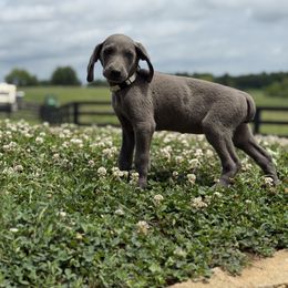 Blue female - Blue female Weimaraner puppy in Lancaster, Kentucky from Heavy Hollow Farm