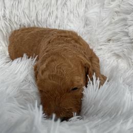 Yellow- Collar - Red  female Goldendoodle puppy in Fairmont, West Virginia from Mountainside Doodles, LLC