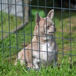 June - Chihuahua