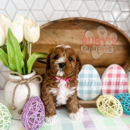 Cavapoo Puppies from Ruby's Cavapoos