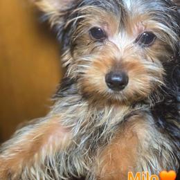 Milo - Black and tan male Yorkshire Terrier puppy in Conyers, Georgia from Furrever Puppy Co.