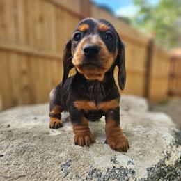 Luna - Dapple female Dachshund puppy in Anaconda, Montana from Montana Country Dachshunds