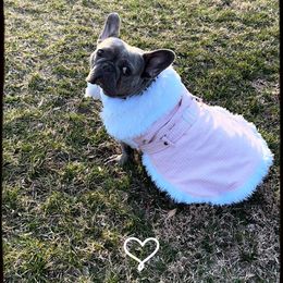 Nova - French Bulldog