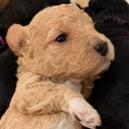 Blue Collar - Apricot female Goldendoodle puppy in Valley Center, Kansas from The Goldendoodle Gal