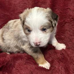 Hei Hei - Red merle male Miniature Australian Shepherd puppy in Grady, Arkansas from KAREN K MCPHERSON