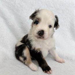 George - Blue merle male Australian Shepherd puppy in Beach City, Texas from Salt N Sass Aussies