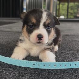 Sky Blue Collar - Black and tan female Pembroke Welsh Corgi puppy in Boaz, Alabama from Brumblow’s Kennel