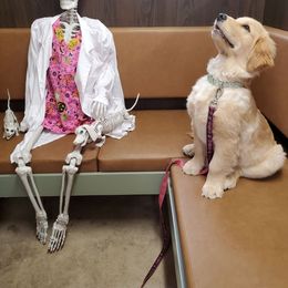 Golden Retriever Puppies from Merrimac's Golden Retrievers