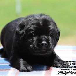 Special Girl 1 - Purple Collar - Black female Labrador Retriever puppy in Point, Texas from Lakylu Kennels