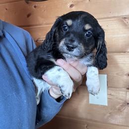 Titan - Piebald male Dachshund puppy in Cheyenne, Wyoming from Great Basin Hounds