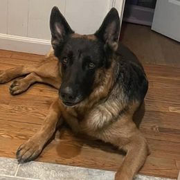 German Shepherds from Fairyland Kennels