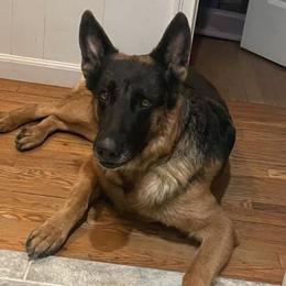 German Shepherds from Fairyland Kennels