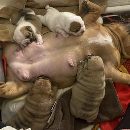 Bulldog puppies from Semper Fi Bulldogs