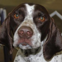 German Shorthaired Pointers from Elegant GSP