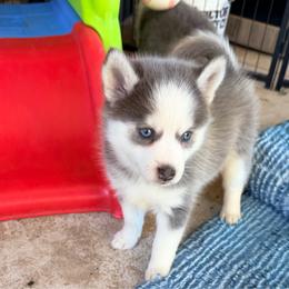 Plush coat female - Blue female Pomsky puppy in Enid, Oklahoma from Mile Hi Pomskies
