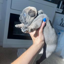 Mayhem blue fawn from OFA'd parents - Fawn male French Bulldog puppy in Billings, Montana from Montana Made Frenchies